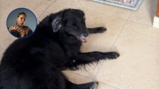 Tokisha aumenta a RD$75,000 la recompensa por información sobre su perrita desaparecida