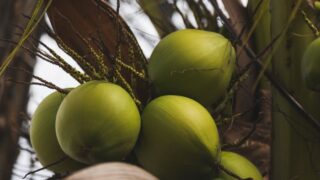 DominiCoco 2026 analizará el potencial productivo e industrial del coco en RD