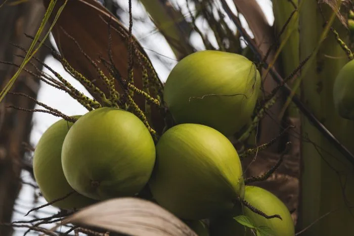 DominiCoco 2026 analizará el potencial productivo e industrial del coco en RD
