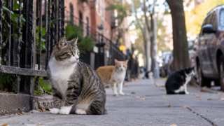 Investigan misteriosa muerte de gatos callejeros en varios sectores de Brooklyn